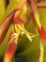Aechmea blanchetiana