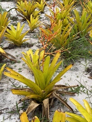 Aechmea blanchetiana