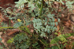 Acacia neriifolia