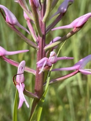 Disa patula