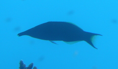 Gomphosus klunzingeri