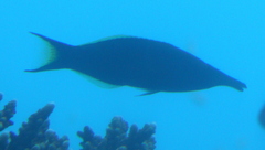 Gomphosus klunzingeri