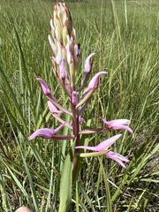 Disa patula
