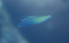 Plagiotremus townsendi