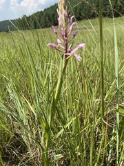 Disa patula