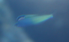 Plagiotremus townsendi