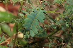 Acacia neriifolia
