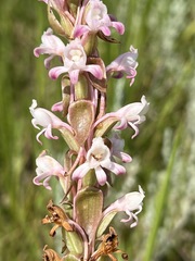 Satyrium longicauda
