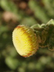 Pulicaria incisa