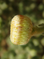 Pulicaria incisa