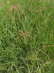 Chloris gayana
