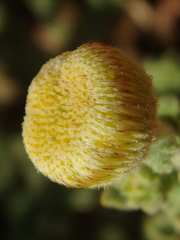 Pulicaria incisa