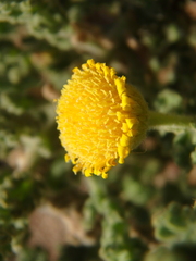 Pulicaria incisa