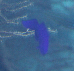 Pseudochromis fridmani