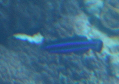 Larabicus quadrilineatus