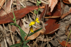 Crotalaria brevis