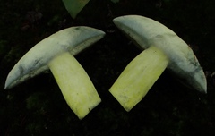 Lanmaoa pallidorosea