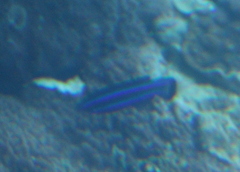 Larabicus quadrilineatus