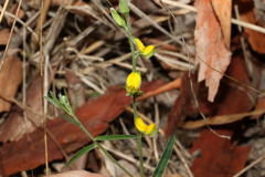 Crotalaria brevis