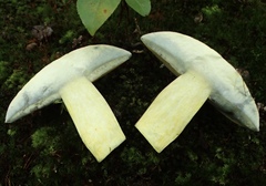 Lanmaoa pallidorosea