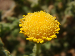 Pulicaria incisa