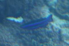 Larabicus quadrilineatus