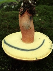 Lanmaoa pallidorosea