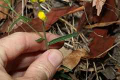 Crotalaria brevis
