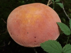 Lanmaoa pallidorosea