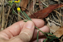 Crotalaria brevis