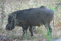Sus scrofa cristatus