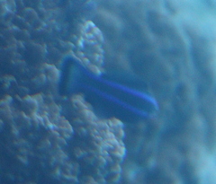 Larabicus quadrilineatus