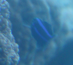 Larabicus quadrilineatus