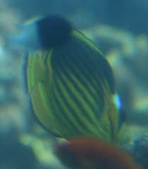 Chaetodon fasciatus