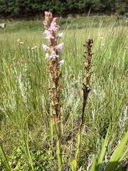Satyrium longicauda