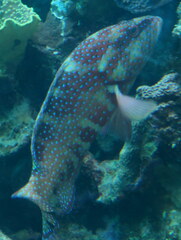 Cephalopholis miniata