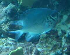 Amblyglyphidodon indicus