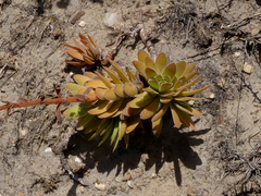 Crassula ciliata