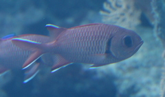 Myripristis