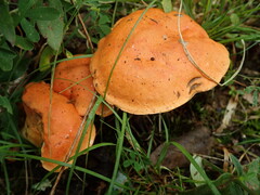 Tylopilus balloui