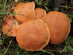 Tylopilus balloui