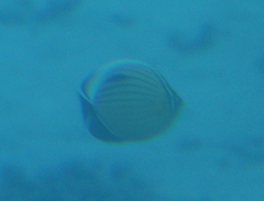Chaetodon austriacus