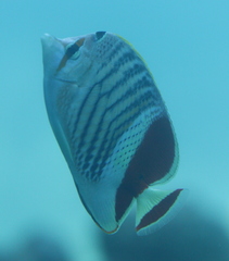 Chaetodon paucifasciatus