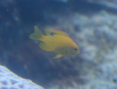 Pomacentrus sulfureus