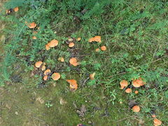 Tylopilus balloui