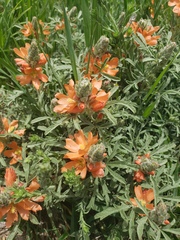 Sphaeralcea coccinea
