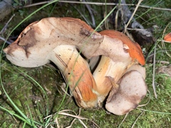 Tylopilus balloui