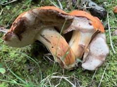 Tylopilus balloui
