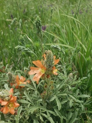 Sphaeralcea coccinea