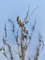 Atriplex sagittata